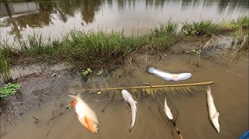 Tới công chuyện nữa rồi cá lóc thấy mê,, kích cá miền tây,, kênh htgc tập 256