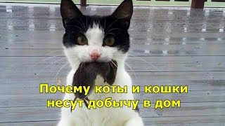Почему коты и кошки несут добычу в дом. Почему коты и кошки несут добычу в дом.