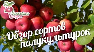 видео Ялоня Анис Свердловский