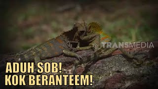 Begini Kalau Forest Dragon Sudah Marah! Gak Pandang Bulu | SI OTAN