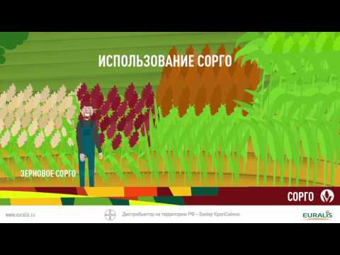 Сорго от Euralis