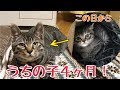 元野良子猫はち☆うちの子から4ヵ月!初日から今日までのスライドショー☆(はちの成長記録)【うちの子4にゃんず】