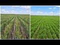 South Farm Winter &amp; Lentil