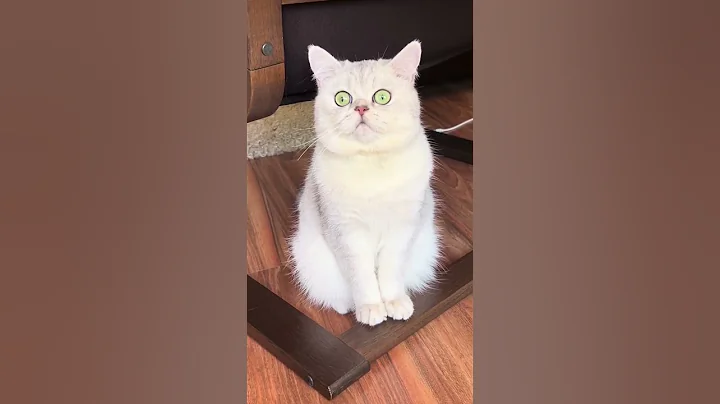 Video 9752601: british shorthair silver cat, britishshorthair kitten cutecat, britishshorthair cute kitten