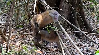 Assam macaque monkey with friend relationship ลิงวอกภูเขา กับ มิตรภาพ ในฝูง