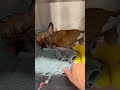CRUELTY: Emaciated French Bulldog Found Abandoned Behind A Walgreens [STORY BELOW]