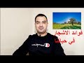 فوائد الاشجار