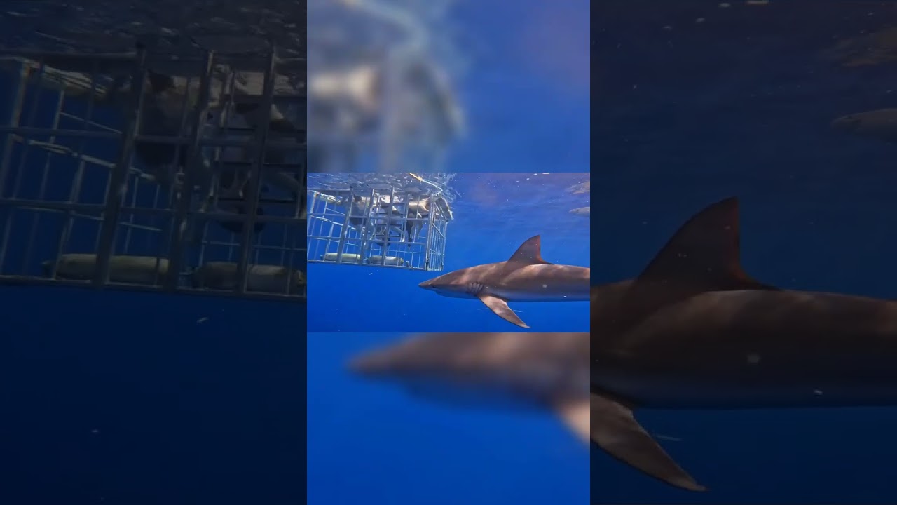 Up close view of Shark Cage Diving in Hawaii