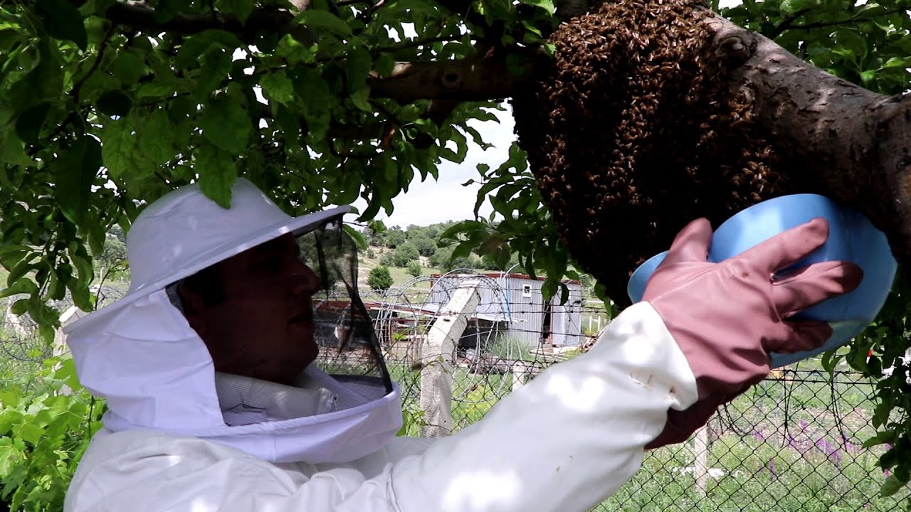 Oğul arı ağaçtan kovana nasıl alınır?