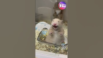Chỉ những ai nuôi chuột Hamster mới hiểu 😂 #shorts #yeulu #yeuluofficial