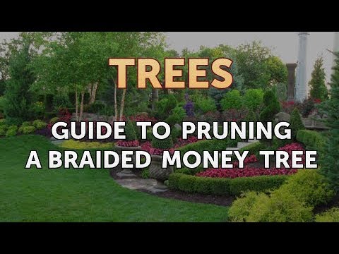 properly pruning a money tree