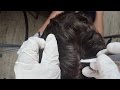 ASMR - REAL PERSON Scalp Check Up & Treatment *Trigger Sounds*