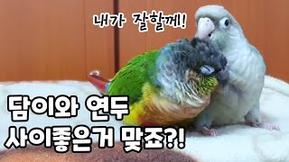 담이와 연두가 제법  친해졌어요!! #코뉴어앵무새#