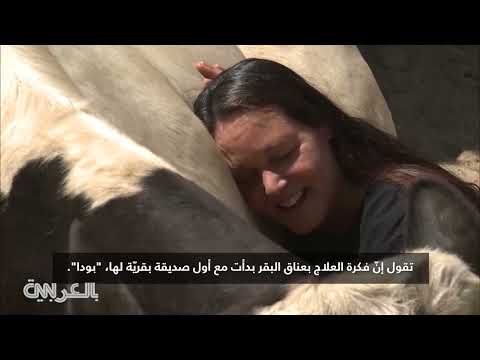 علاج بالمعانقة: كيف تساعد الأبقار على الشفاء العاطفي
