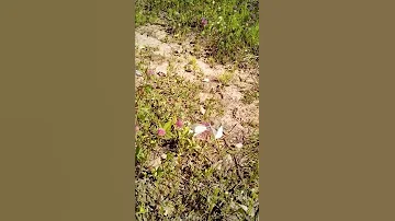 ЛЮБОВЬ У БАБОЧЕК МОМЕНТ СПАРИВАНИЯ . .LOVE WITH BUTTERFLIES. THE MOMENT OF MATING