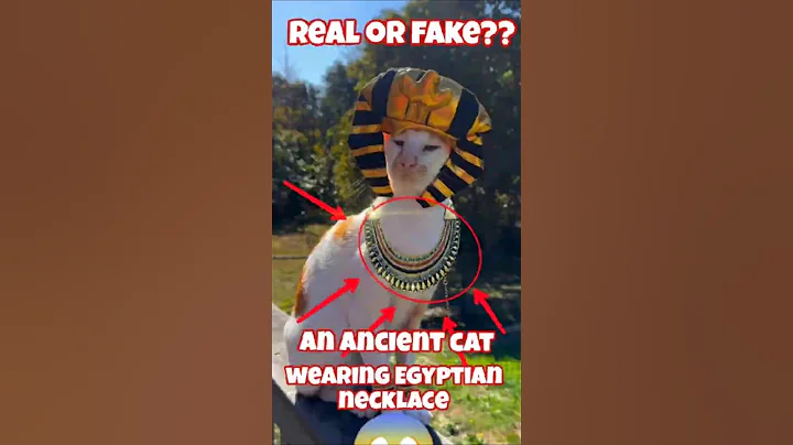 Watch the video about Hilarious Cat in Egyptian Pharaoh Costume – Epic Feline Transformation! 🐱👑" #cat #funnycats #funny
