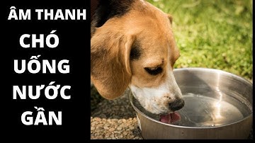 Dog drinking close up || Chó uống nước gần|| hiệu ứng âm thanh video, movie