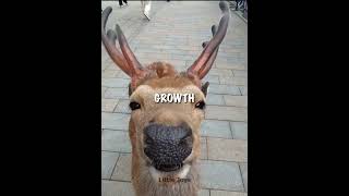 Velvet antlers are soft screenshot 5