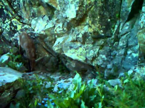 ლაგოდეხის ნაკრძალში ფოტოხაფანგმა ჯიხვი დააფიქსირა