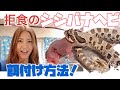 シシバナヘビお迎えしました！