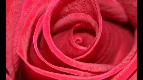 De-Phazz - Roses