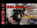 フィラリア吊り出し手術