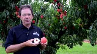 White County Peach