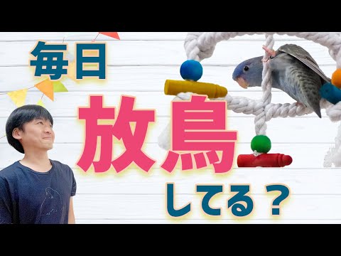 放鳥しよう！【インコ・鳥】