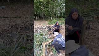 KALIAN SAKSI AKU BERSIHKAN KEBUN INI DARI NOL SAMPAI NANTI DI TANAMIN BUAH