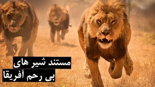 مستند شیر های بی رحم آفریقا