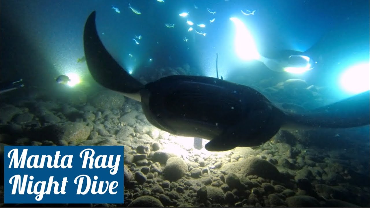 Manta Ray Night Dive Kona, Hawaii YouTube