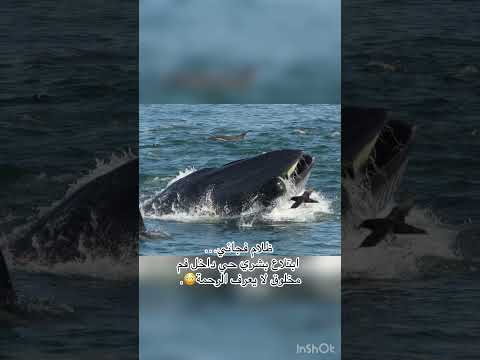 لقطات قبل الكارثة لكن النهاية أسوأ مما تتخيل