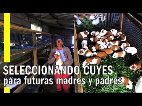 CLASIFICACIÓN DE CUYES