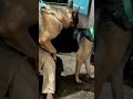 German Shepherd dog#mating.