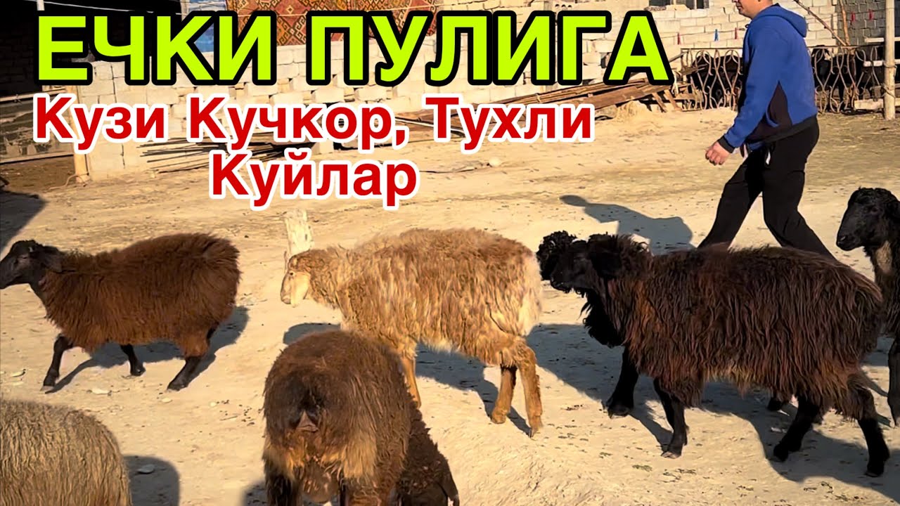 Ута Арзон Нархда! ☎️+998 99 859 0098