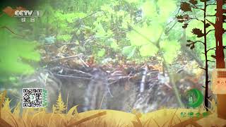 《秘境之眼》 北花鼠 20201209| CCTV