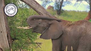 Elephant Dusting Protecting Skin from Insect bites #elephant#animals #wild #trendingvideo