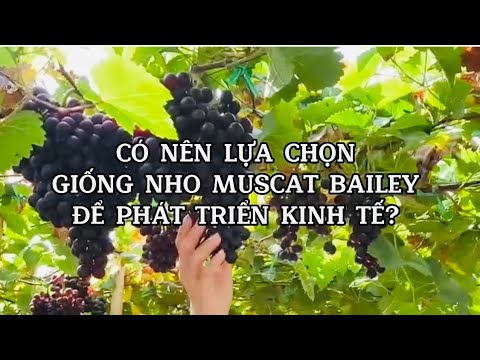 Video: Nho Muscat: mô tả đa dạng và ảnh