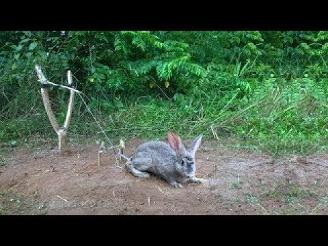 Fabrication un piège a lapin🐰 ! Comment faire un piège a lapin🐇🐰 !!! 