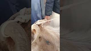 اسعار المواشي اليوم سوق قصر الحيران بالاغواط 18/5/2026