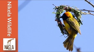 Watch a Weaver Bird build a nest in a single day
