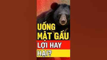 Uống mật gấu có tốt không? Sự thật khiến bạn bất ngờ