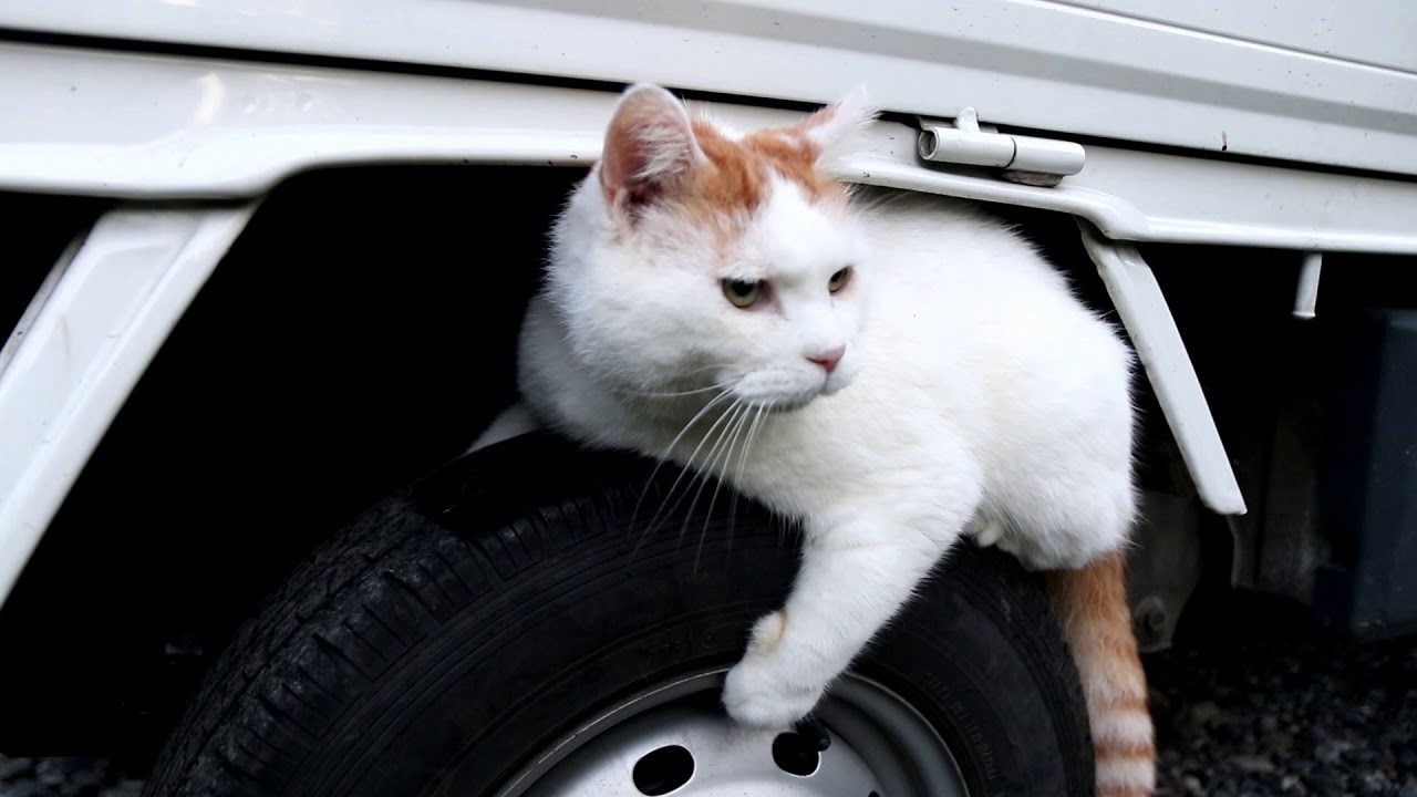 タイヤとしろ 171114 - YouTube