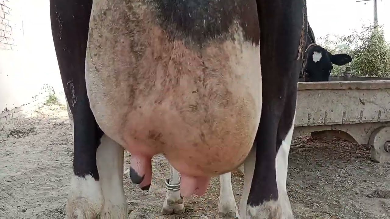 Holstein Friesian cross cow for sale on YouTube in Pakistan