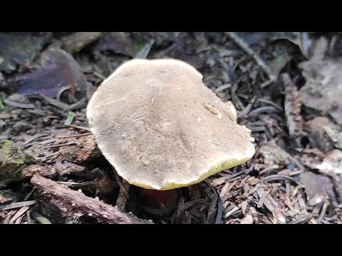 Моховик Пестрый гриб 4-й категории