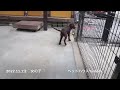 可愛いフラットコーテッドレトリーバーの子犬ちゃん(女の子)のご紹介です♪