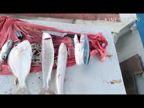 dicas de iscas na pesca de badejo cioba dentâo