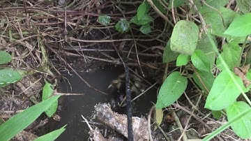 Câu cá lóc bằng vịt cá táp liên tục và cái kết đắng lòng