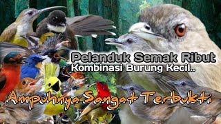 Suara Pikat Burung Pelanduk Semak Ribut. Kombinasi Burung Kecil. Sudah Jelas Ampuh..