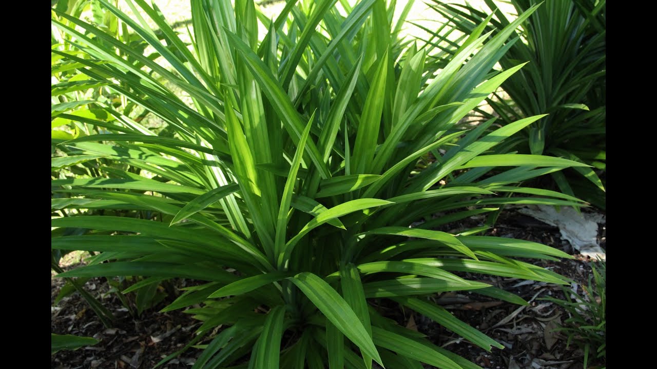 How to plant Pandan plant? 